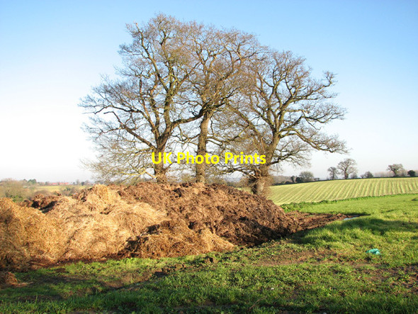 Photo 6"x4" Muck heap in field Hellington c2014