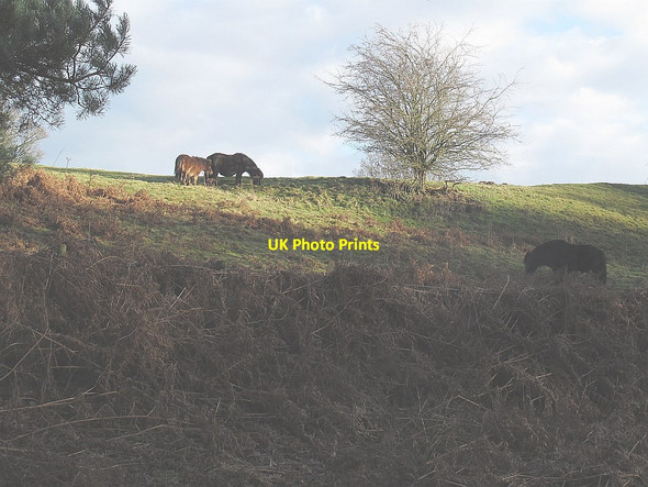 Photo 6"x4" Ponies on a former railway embankment Sandbach c2014