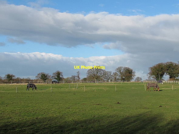 Photo 6"x4" Horses in a paddock Alsager c2014