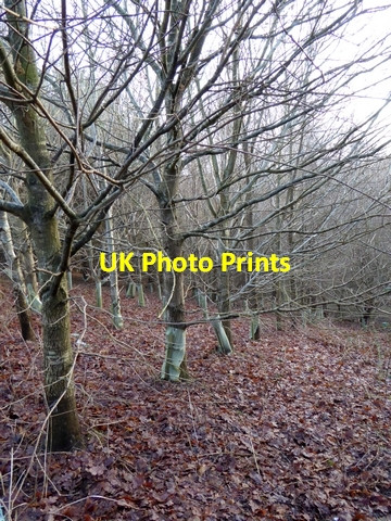 Photo 6"x4" Plantation at Farnley Scar Corbridge c2014
