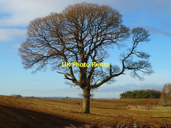 Photo 6"x4" Tree in farmland, Ousby Melmerby\/NY6137 c2010