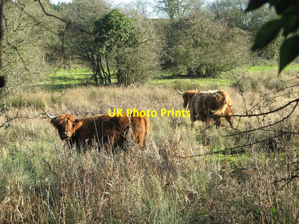 Photo 6"x4" Highland cattle on Flordon Common Flordon c2015
