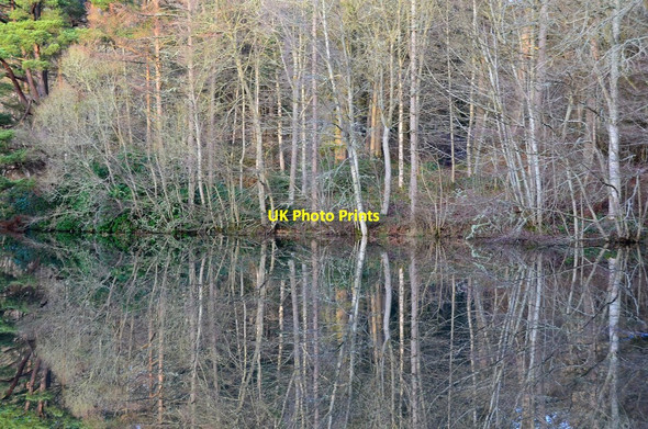Photo 6"x4" Trees and reflections, Bowhill Estate Bowhill\/NT4227 c2015