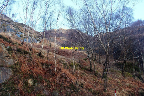 Photo 6"x4" Silver birches on Druim Loch Eilt Ranochan c2015