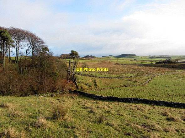 Photo 6"x4" West of Knag Burn at Mosskennels Plantation Thorngrafton c2015