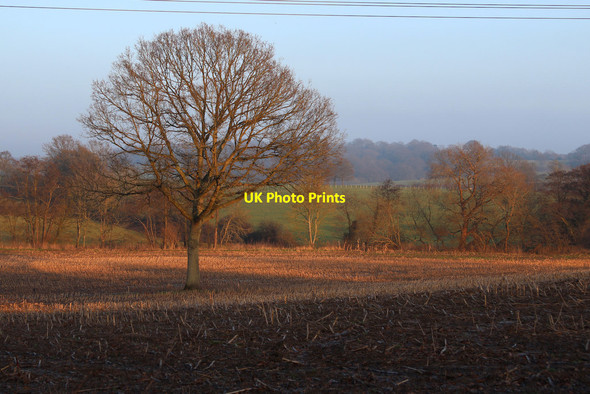 Photo 6"x4" Tree in field  Field Green c2015