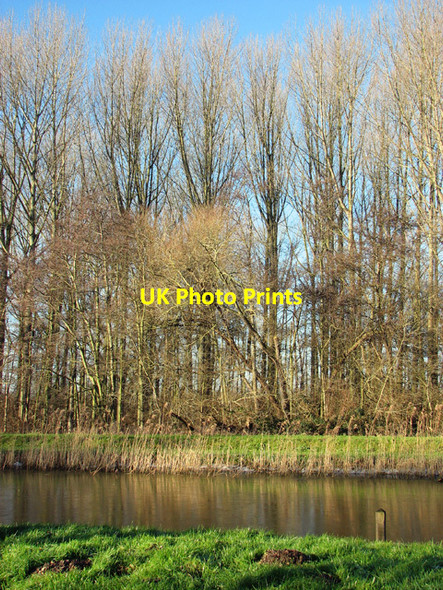 Photo 6"x4" Poplars growing beside Langley Dyke Langley Street c2015