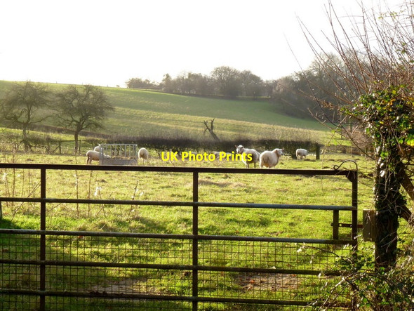 Photo 6"x4" Sheep pasture Bromyard c2014