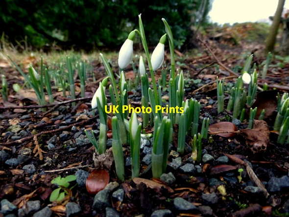 Photo 6"x4" Early signs of Spring, Omagh Omagh c2015