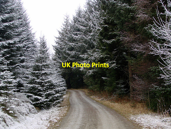 Photo 6"x4" Forestry road, Esgair Ychion Llanifyny c2011