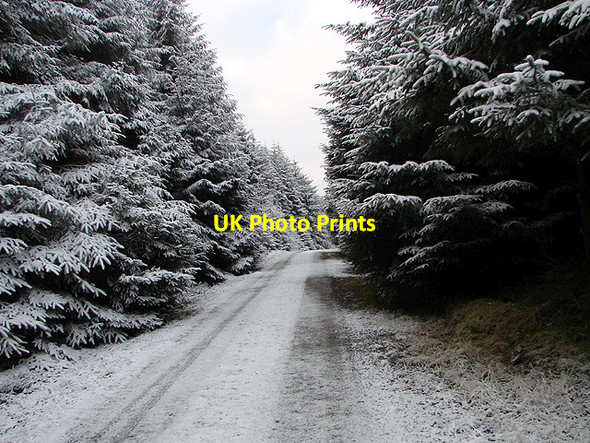 Photo 6"x4" Forestry road, Esgair Ychion Llanifyny c2011