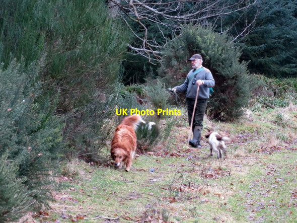Photo 6"x4" Murphy, the Golden Retriever at the Ashes drive Woodside\/NJ0555 c2015