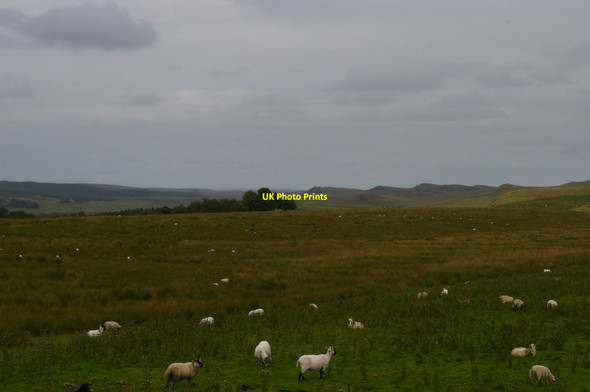 Photo 6"x4" Looking north-east near Peatrigg Birkshaw\/NY7765 c2012