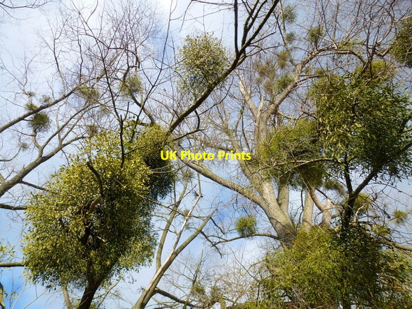 Photo 6"x4" Much mistletoe at Thing-hill, 2 Withington\/SO5643 c2014