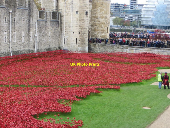 Photo 6"x4" Poppies  at the Tower 6 London c2014