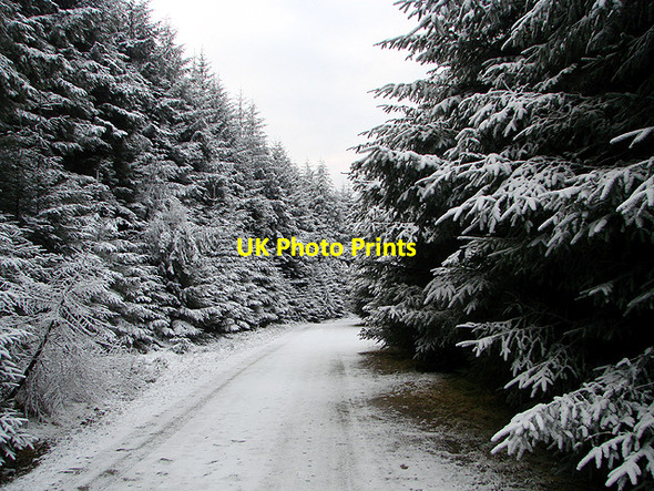 Photo 6"x4" Forestry road, Esgair Ychion Llanifyny c2011