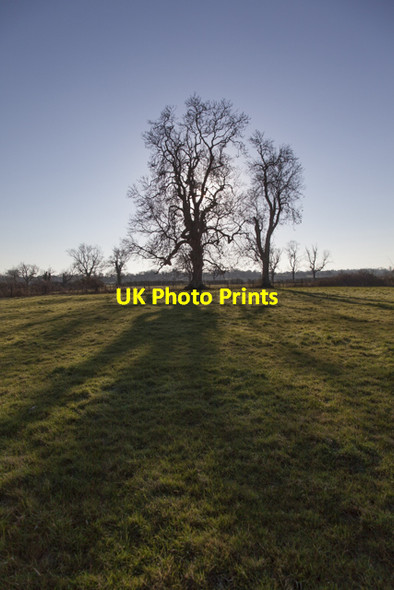Photo 6"x4" Trees on the field boundary Littleton\/ST9160 c2014