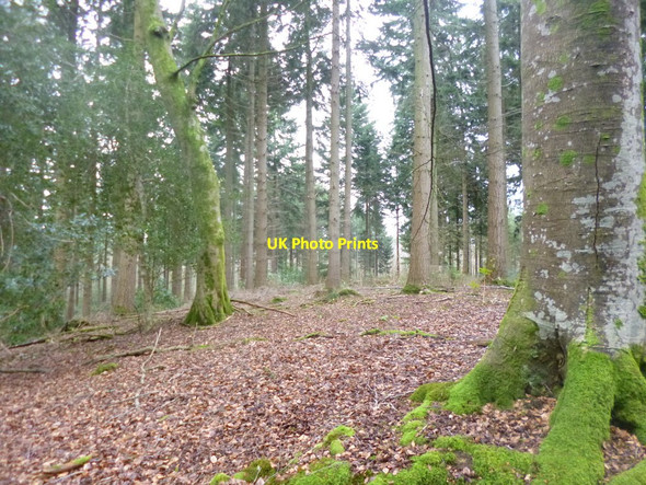 Photo 6"x4" Newtown, Manor Wood Newtown\/SU2710 c2015