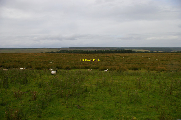 Photo 6"x4" Looking north near Peatrigg Birkshaw\/NY7765 c2012