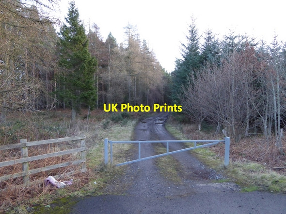Photo 6"x4" Forest road in Broomley Fell Wood Healey\/NZ0158 c2015