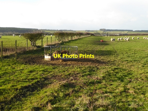 Photo 6"x4" Retreating sheep near Shotleyfield Shotleyfield c2015