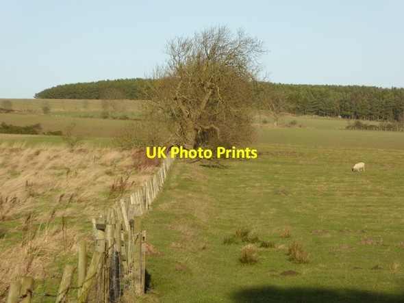 Photo 6"x4" Fence and footpath off Boundary Lane Shotleyfield c2015