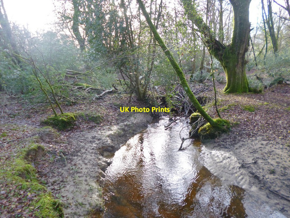 Photo 6"x4" Emery Down, Mill Stream Custards c2015