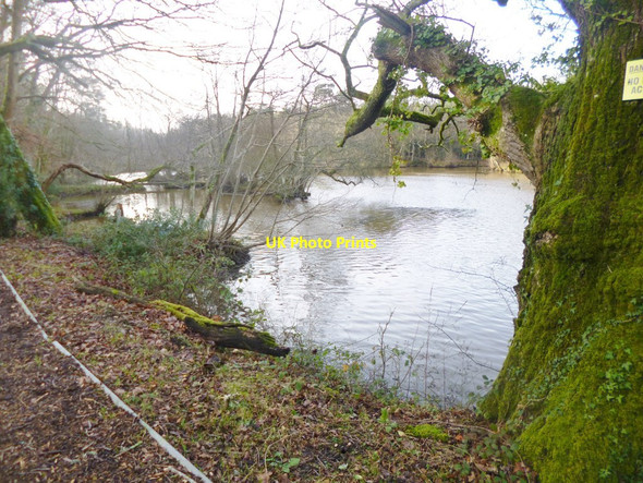 Photo 6"x4" Emery Down, Mill Pond Custards c2015