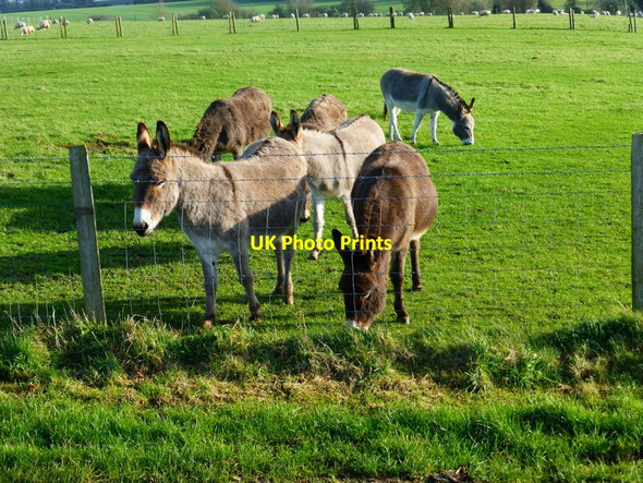 Photo 6"x4" Donkeys at Hill View Farm Hoe Gate c2015