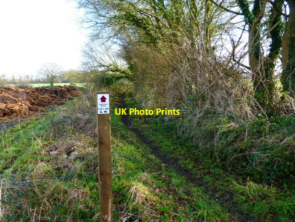 Photo 6"x4" Byway goes east from Roy's Lane Soberton Heath c2015