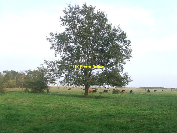 Photo 6"x4" Tree And Cattle Dunwich c2014