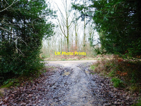 Photo 6"x4" Track junction in the Forest of Bere Kingsmead\/SU5813 c2015