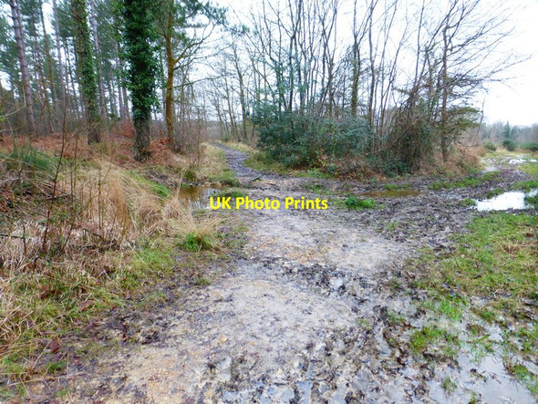 Photo 6"x4" Mud in the Forest of Bere Soberton Heath c2015