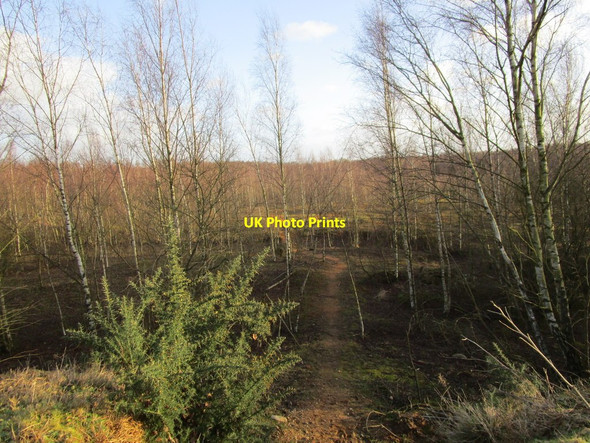 Photo 6"x4" Former sand pit Blaxton\/SE6700 c2015