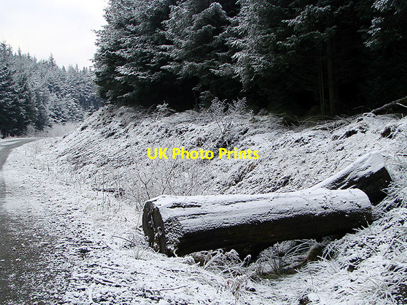 Photo 6"x4" Felled tree, Esgair Ychion Llanifyny c2011