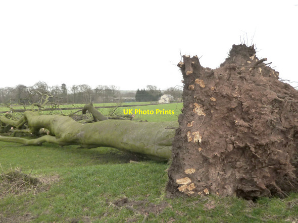 Photo 6"x4" Fallen tree at Ty'n -y-caeau Llanasa c2015