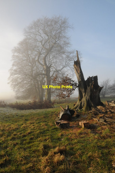 Photo 6"x4" Trees beside the Cotswold Way Stumps Cross c2015