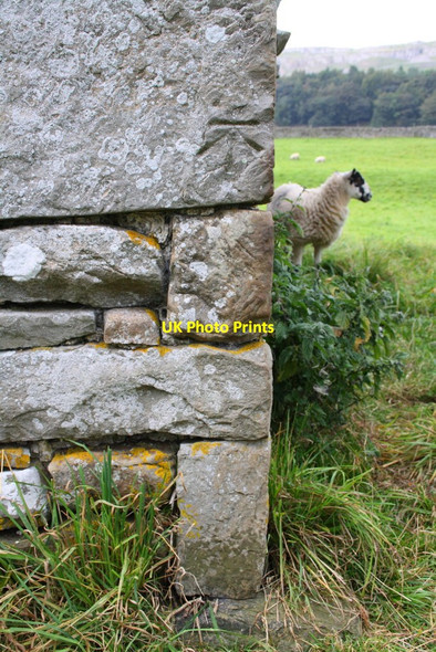 Photo 6"x4" Benchmark on barn east of Newbiggin Newbiggin\/SD9591 c2014