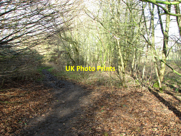 Photo 6"x4" Path in Poringland Community Wood Poringland c2015
