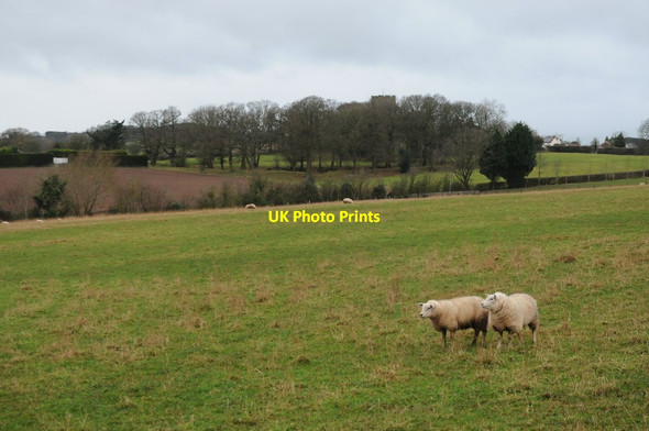 Photo 6"x4" Sheep at Rock Greenway\/SO7470 c2014