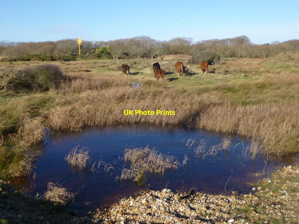 Photo 6"x4" Lepe, ponies Lepe c2015