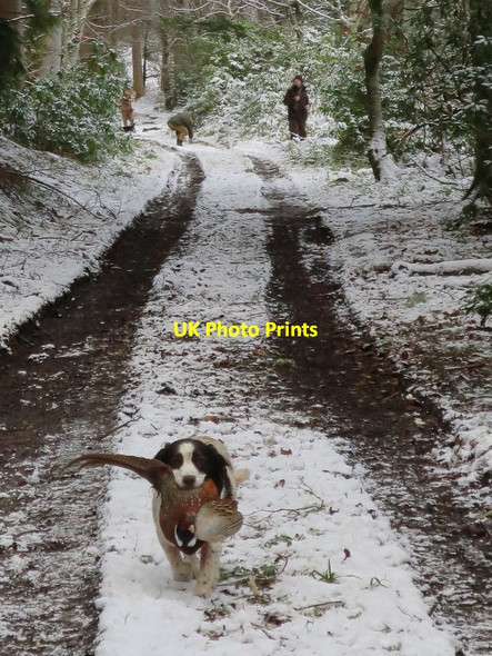 Photo 6"x4" A retrieve from Situation Wood Woodside\/NJ0555 c2015