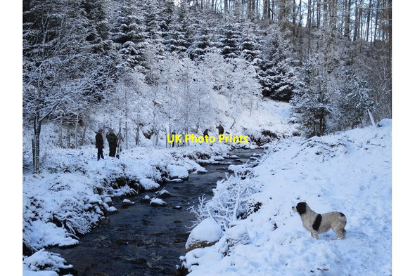 Photo 6"x4" Guns deploy at the Phorp gamecrop drive at Altyre Logie\/NJ0150 c2015
