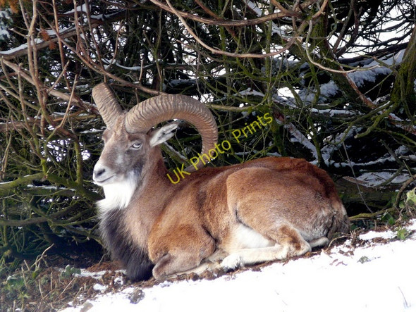 Photo 6"x4" Mouflon at Highland Wildlife Park Balavil\/NH7902 c2008