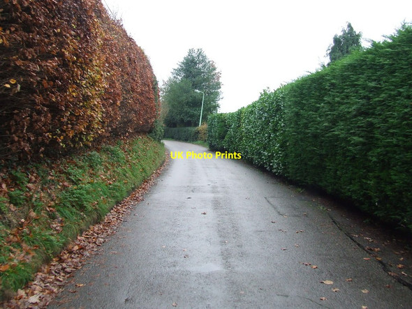 Photo 6"x4" High Hedges Barnby c2014