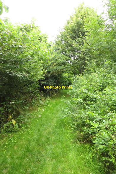 Photo 6"x4" Bure Park Community Woodland Bicester c2014