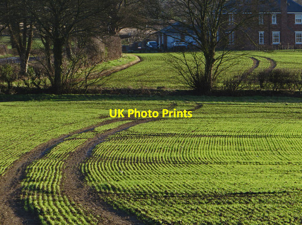 Photo 6"x4" Field near North Ferriby Swanland c2015