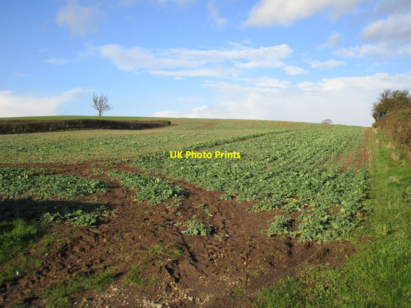 Photo 6"x4" Field of oilseed rape West Markham c2015
