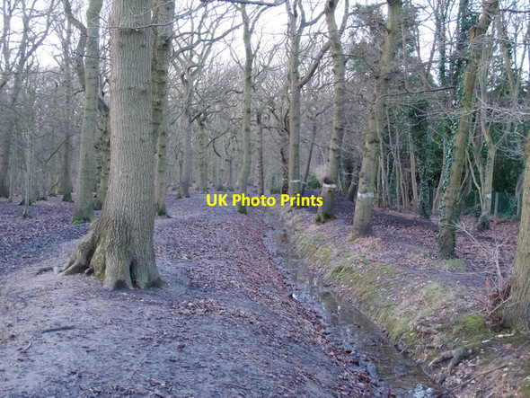 Photo 6"x4" Ditch in Belfairs Park Wood Hadleigh\/TQ8187 c2015