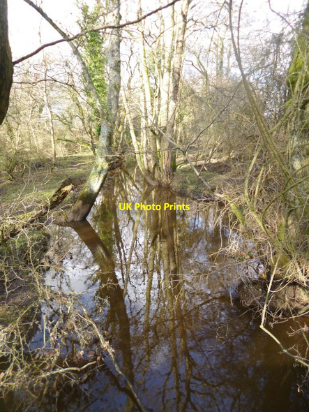 Photo 6"x4" Fulliford, Beaulieu River Ashurst\/SU3310 c2015